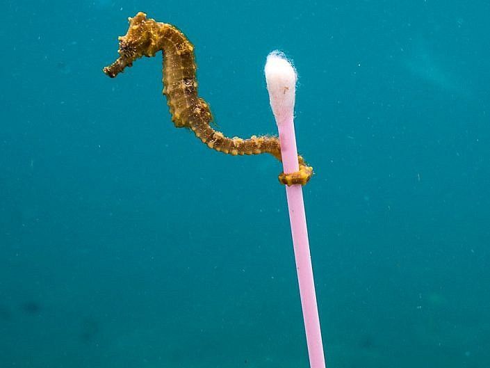 Wildlife Photographer of the Year, Madrid