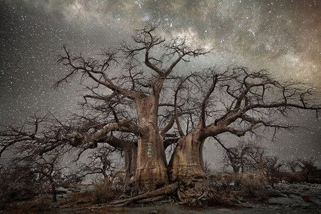 ‘Diamond Nights’, de Beth Moon, alucinantes paisajes de árboles centenarios bajo un imponente cielo estrellado
